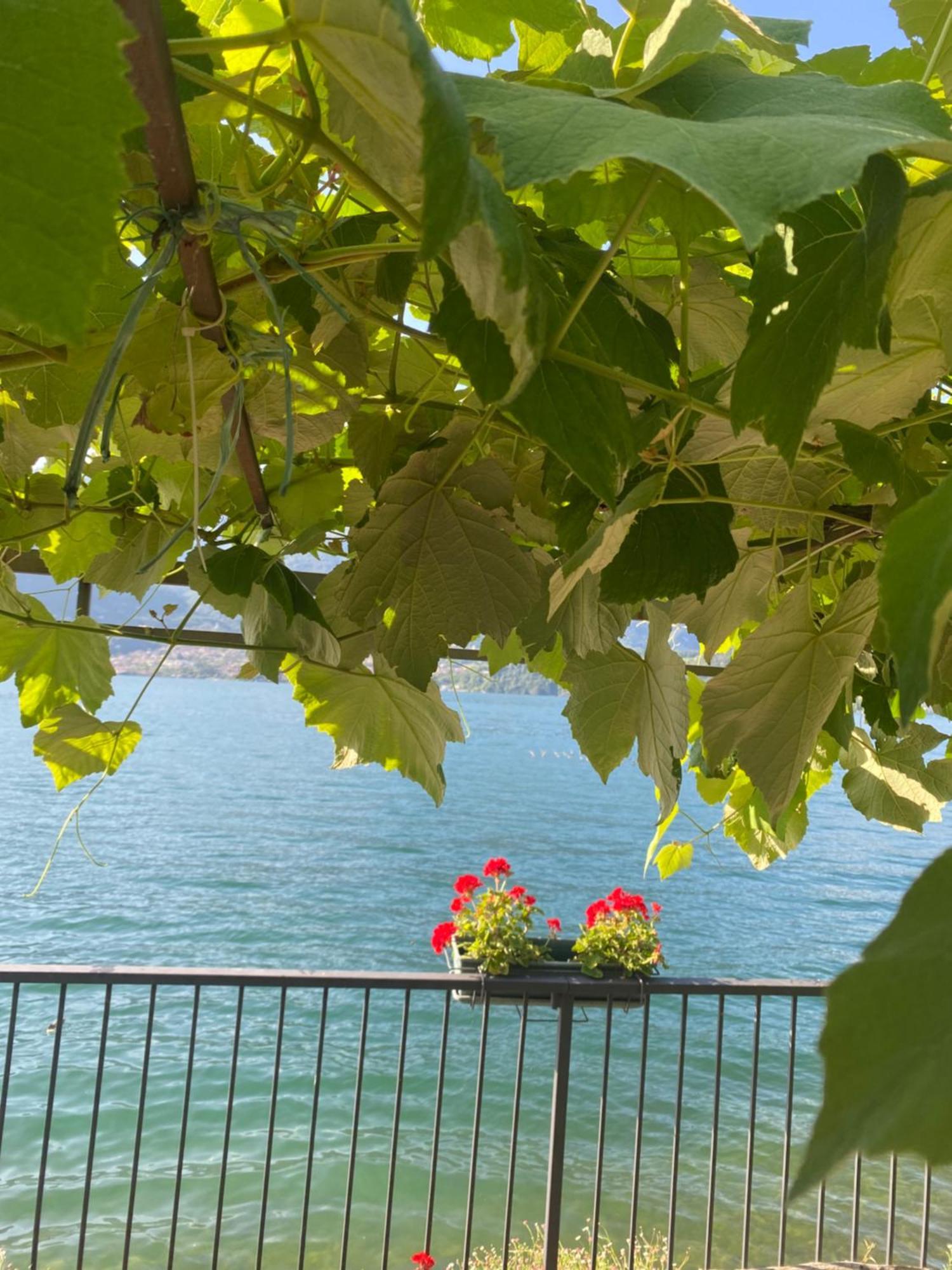Peonia Apartment - Appartamento Vista Lago Lezzeno Eksteriør bilde