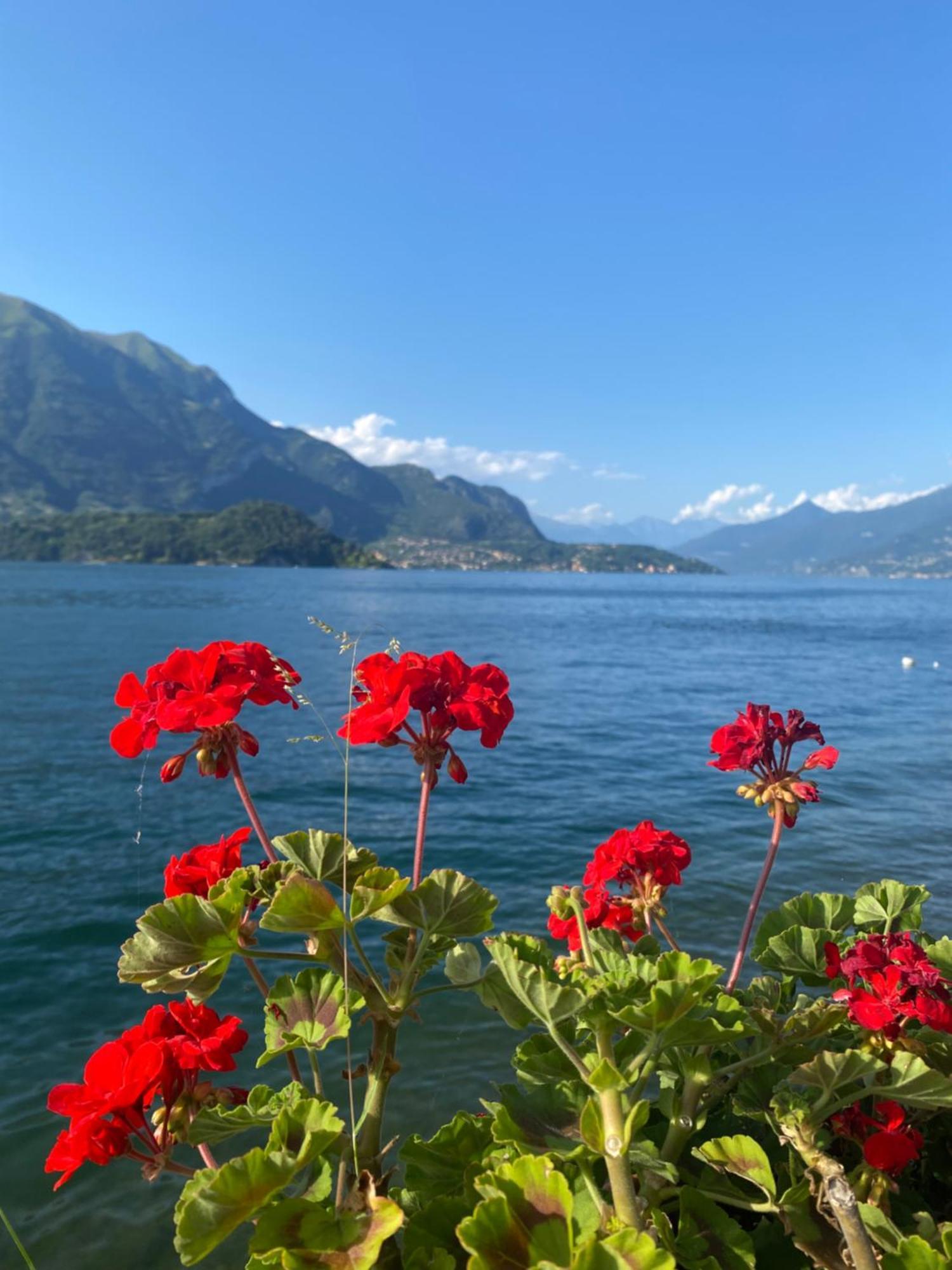 Peonia Apartment - Appartamento Vista Lago Lezzeno Eksteriør bilde