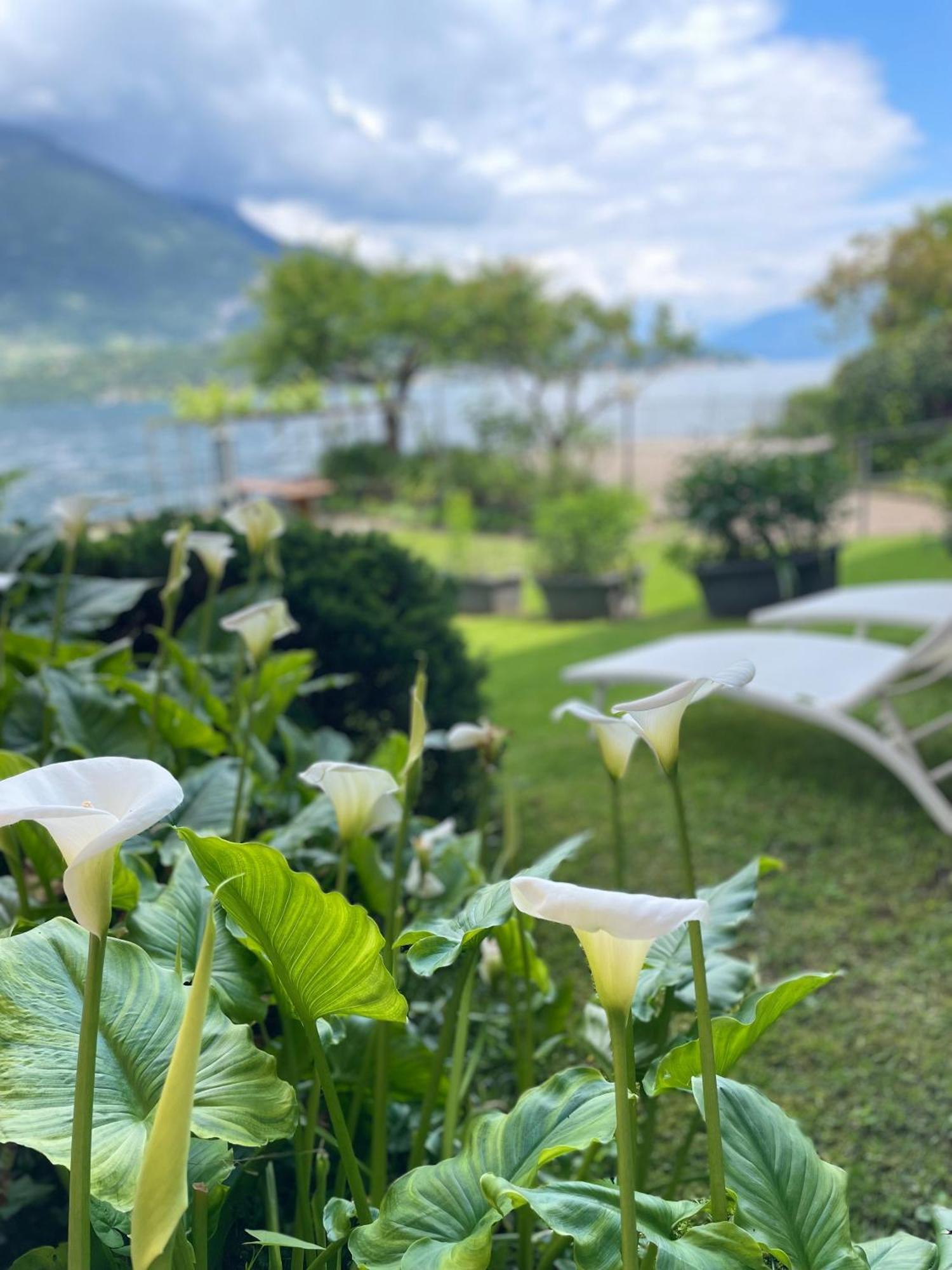 Peonia Apartment - Appartamento Vista Lago Lezzeno Eksteriør bilde